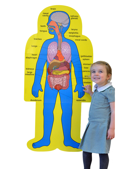 Child-Size Human Body Bulletin Board Set