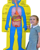 Child-Size Human Body Bulletin Board Set