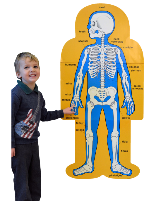 Child-Size Human Body Bulletin Board Set