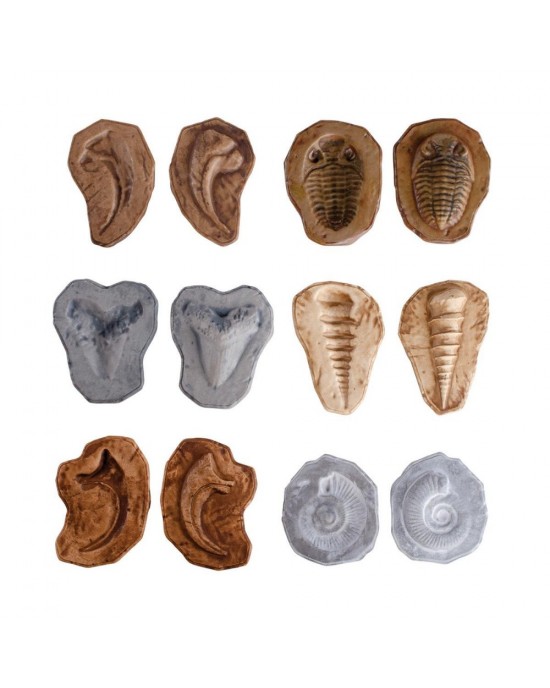 Magnetic Matching Fossil Stones - Set of 6