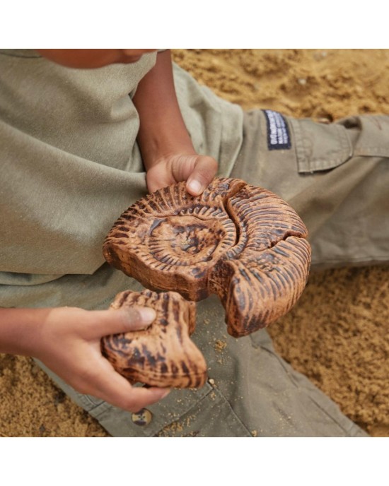 Magnetic Fossil 3D Puzzle - Ammonite