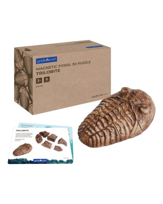 Magnetic Fossil 3D Puzzle - Trilobite