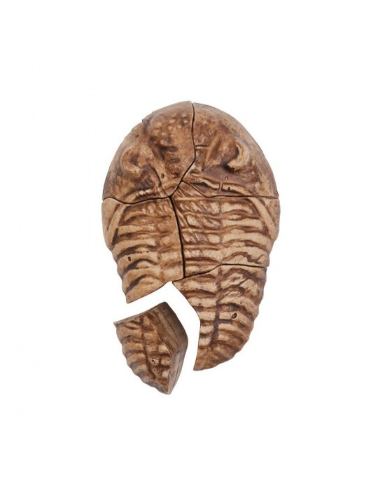 Magnetic Fossil 3D Puzzle - Trilobite