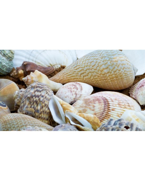 Small Shells Pack (500g)