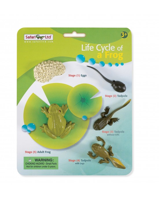 Life Cycle Frog