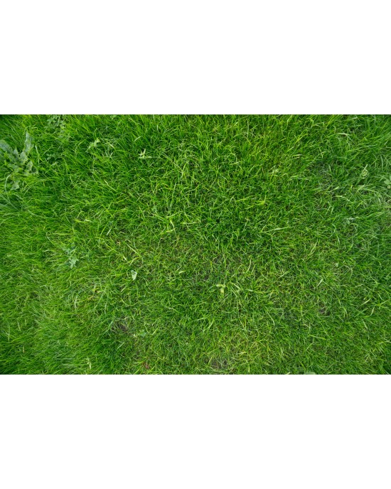 Grass Playmat 150x100cm